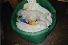 Fotos de perros